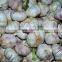 China Fresh Garlic /Naturally Grown and can be used for seed Garlic