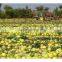 Chinese new crop big size Black Melon seeds red watermelon seed