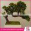 Home Decoration Mini Bonsai Tree Indoor Centerpiece Home Decking