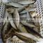 agent wanted in malaysia indian mackerel