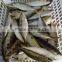 fishing nets sardines indian mackerel
