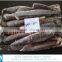 Frozen Illex Argentinus Squid