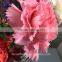 perennial flowering plant carnation cut flower prices to workmates