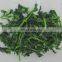 Sinocharm 2022 New Crop Non Worm Organic Fresh IQF Frozen Rape Flower