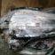 Frozen seafood and frozen delicious moon fish