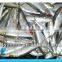 frozen fresh sardine
