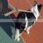 Lowest Price Durable 120cm x 1.2cm Pet Dog Puppy Walking Training Exercising Strong Rope Lead Strap Traction Leash New Arrvial