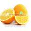 Export to New Zealand orange fruit kiwi berry fruit label sticker