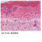 Hight quality individual microscope prepared slides about bird