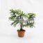 indoor table decorative artificial palm trees bonsai wholesale