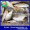 Gain Ocean Food Farm Raised Seafood Available Size Frozen Whole Golden Pompano Fish