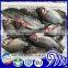 Best sale Frozen Black Tilapia Fish With Gutted and Scaled Gilled Specifications
