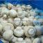 IQF cultivated mushroom