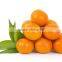 fresh valencia oranges in egyptian orange exporters