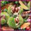 2015 Best Organic Chinese Fresh Raw Chestnuts - Organic Materials for Frozen Chestnuts