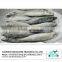Frozen Good Quality Frozen Pacific Mackerel Fish(600g+)