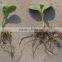 Agrolik humic acid liquid price hot hot hot