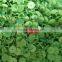 green separated cattle ear tag female tag 78*56 mm male tag 30*30 mm
