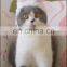 Cute Pet dog Kitty cat Rabbit Cap headwear cosplay with ear sample free