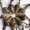 Antique clan style ceramic crafts 6-hole ocarina