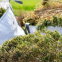 20 feet container liner bag for organic fertilizer sugar flour rice rubber latex