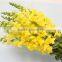 Fresh cut new arrival pure snapdragon flower
