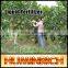 Huminrich Leonardite Promote Plant Growth Liquid Humic Acid Organic Fertilizer