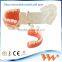 child pathological teeth model 3d dimensions jewelry dental model