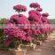 Bougainvillea for Greening Project