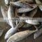 TOP Qualiyt 750g up Frozen Bonito Tuna for Market