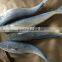 Seafrozen Whole Round Mahi Mahi Fish Exporter for Sale