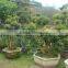 Syzygium buxifolium Hook. et Arn for ornamental outdoor landscaping beautiful bonsai plants