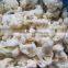 New crop frozen iqf cauliflower