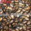 Chinese Hybrid Watermelon Seeds on Sale