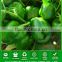 SP02 No.603 f1 hybrid bell pepper seeds, green pepper seeds in big size
