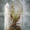 Decorative Glass Bell Jar with Wood Base 10.5in