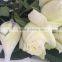 Fresh cut flowers high quality White Roses flowers
