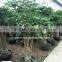 Heteropanax fragrans high 1-2m