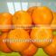 Yongchun Mandarin Oranges