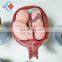 HC-S344 Obstetrics human embryo fetus gestation period demonstration model