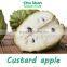 Taiwan Fresh Custard apple