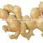 China fresh ginger with good quality for sale