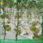 Hydroponic substrate cultivation gutter strawberry cultivation gutter