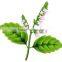 100% Pure Patchouli Oil For Exports |100% Natural Patchouli Oil
