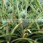 Pure natural bromelain powder