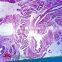 Hot sale educational histology glass microscope mixed set prepared slides