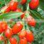 Organic Food, Goji Berries , Gojiberry for Cake or Juice,grade B
