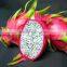 VIETNAM FRESH RED DRAGON FRUIT/ +84963818434 whatsapp