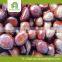 fresh chestnut insell for wholesales