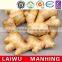 Chinese Fresh Ginger Type 150g With Mesh Bag